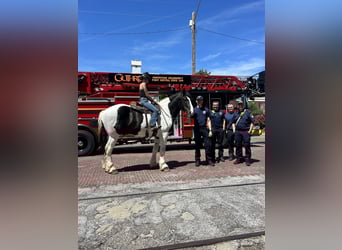 caballo de tiro, Caballo castrado, 7 años, 173 cm, Tobiano-todas las-capas