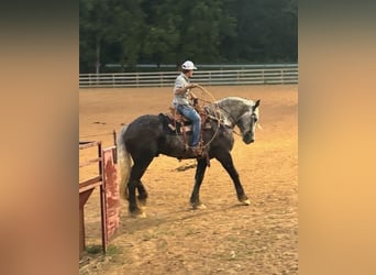 caballo de tiro, Caballo castrado, 7 años, 173 cm, Tordo rodado