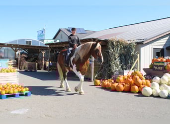 caballo de tiro Mestizo, Caballo castrado, 7 años, 180 cm, Pío