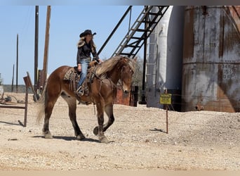 caballo de tiro Mestizo, Caballo castrado, 7 años, 183 cm, Castaño rojizo