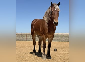 caballo de tiro Mestizo, Caballo castrado, 7 años, 183 cm, Castaño rojizo