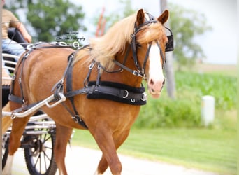 caballo de tiro Mestizo, Caballo castrado, 7 años, Alazán rojizo