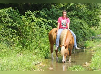 caballo de tiro Mestizo, Caballo castrado, 7 años, Alazán rojizo