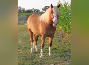 caballo de tiro Mestizo, Caballo castrado, 7 años, Alazán rojizo