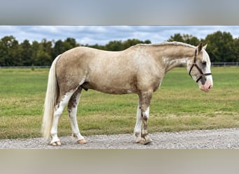 caballo de tiro Mestizo, Caballo castrado, 7 años