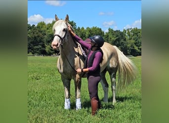 caballo de tiro Mestizo, Caballo castrado, 7 años