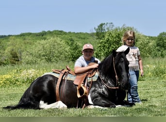caballo de tiro Mestizo, Caballo castrado, 7 años
