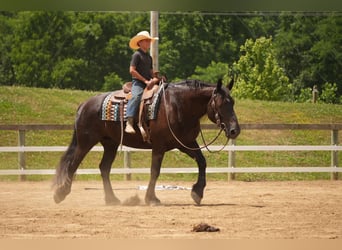 caballo de tiro Mestizo, Caballo castrado, 7 años, Castaño oscuro