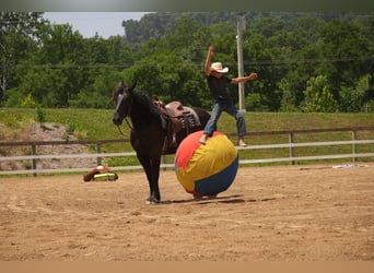 caballo de tiro Mestizo, Caballo castrado, 7 años, Castaño oscuro
