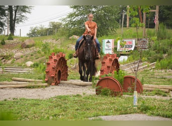 caballo de tiro Mestizo, Caballo castrado, 7 años, Castaño oscuro