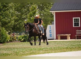 caballo de tiro Mestizo, Caballo castrado, 7 años, Castaño oscuro