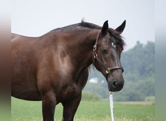 caballo de tiro Mestizo, Caballo castrado, 7 años, Castaño oscuro