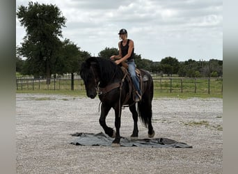 caballo de tiro Mestizo, Caballo castrado, 7 años, Negro