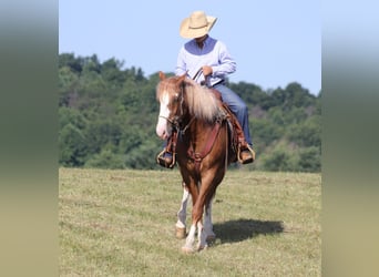 caballo de tiro, Caballo castrado, 7 años, Overo-todas las-capas