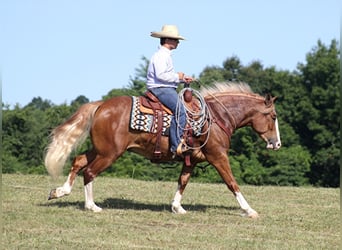 caballo de tiro, Caballo castrado, 7 años, Overo-todas las-capas