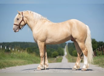 caballo de tiro, Caballo castrado, 7 años, Palomino