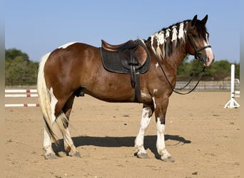 caballo de tiro Mestizo, Caballo castrado, 7 años, Pío