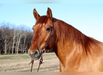 caballo de tiro Mestizo, Caballo castrado, 7 años, Red Dun/Cervuno