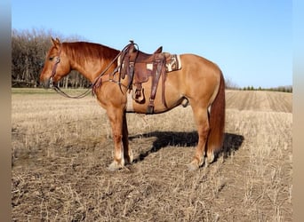 caballo de tiro Mestizo, Caballo castrado, 7 años, Red Dun/Cervuno