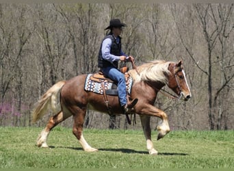 caballo de tiro, Caballo castrado, 7 años, Ruano alazán