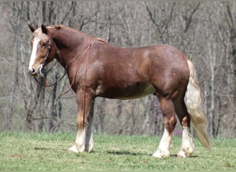 caballo de tiro, Caballo castrado, 7 años, Ruano alazán