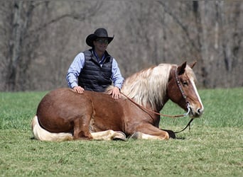 caballo de tiro, Caballo castrado, 7 años, Ruano alazán