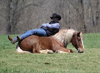 caballo de tiro, Caballo castrado, 7 años, Ruano alazán