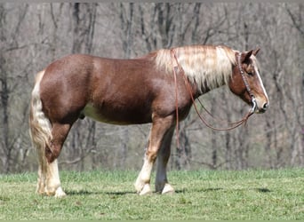 caballo de tiro, Caballo castrado, 7 años, Ruano alazán