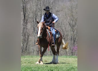 caballo de tiro, Caballo castrado, 7 años, Ruano alazán