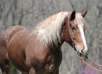 caballo de tiro, Caballo castrado, 7 años, Ruano alazán