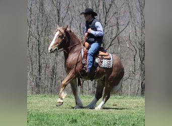 caballo de tiro, Caballo castrado, 7 años, Ruano alazán