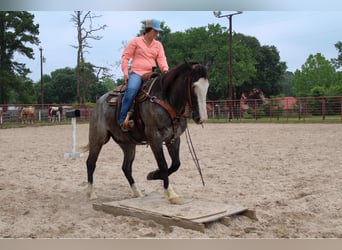 caballo de tiro, Caballo castrado, 7 años, Ruano azulado