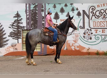 caballo de tiro, Caballo castrado, 7 años, Ruano azulado