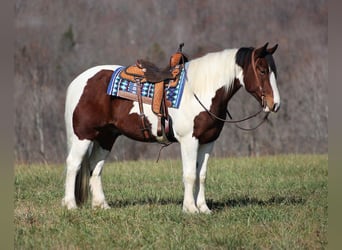 caballo de tiro, Caballo castrado, 7 años, Tobiano-todas las-capas