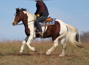 caballo de tiro, Caballo castrado, 7 años, Tobiano-todas las-capas