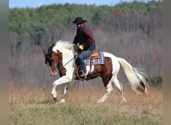 caballo de tiro, Caballo castrado, 7 años, Tobiano-todas las-capas