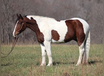 caballo de tiro, Caballo castrado, 7 años, Tobiano-todas las-capas