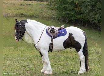 caballo de tiro, Caballo castrado, 7 años, Tobiano-todas las-capas