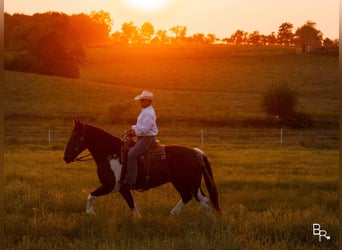 caballo de tiro, Caballo castrado, 7 años, Tobiano-todas las-capas