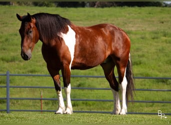 caballo de tiro, Caballo castrado, 7 años, Tobiano-todas las-capas