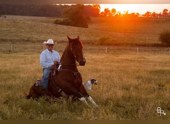 caballo de tiro, Caballo castrado, 7 años, Tobiano-todas las-capas