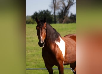 caballo de tiro, Caballo castrado, 7 años, Tobiano-todas las-capas