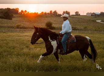 caballo de tiro, Caballo castrado, 7 años, Tobiano-todas las-capas