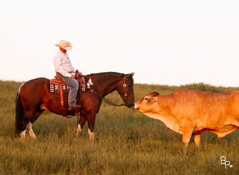 caballo de tiro, Caballo castrado, 7 años, Tobiano-todas las-capas