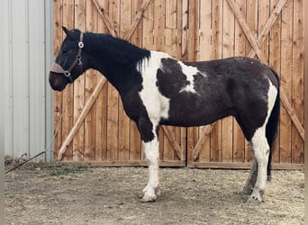 caballo de tiro, Caballo castrado, 7 años, Tobiano-todas las-capas