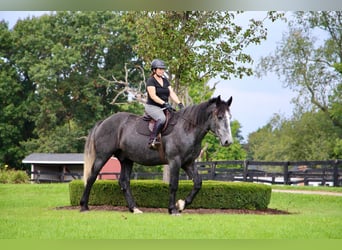 caballo de tiro, Caballo castrado, 7 años, Tordo