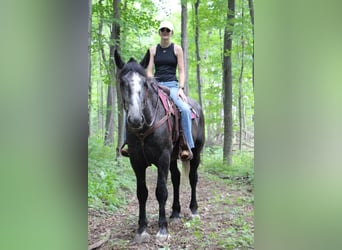 caballo de tiro, Caballo castrado, 7 años, Tordo