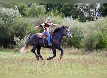 caballo de tiro, Caballo castrado, 7 años, Tordo