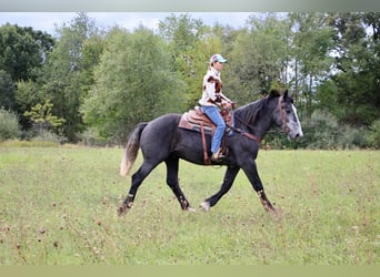 caballo de tiro, Caballo castrado, 7 años, Tordo