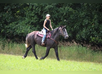 caballo de tiro, Caballo castrado, 7 años, Tordo